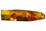 Fossil Flies (Diptera) and Beetle (Elateroidea) In Baltic Amber #170058-3